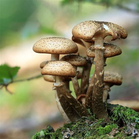 what are medicinal mushrooms